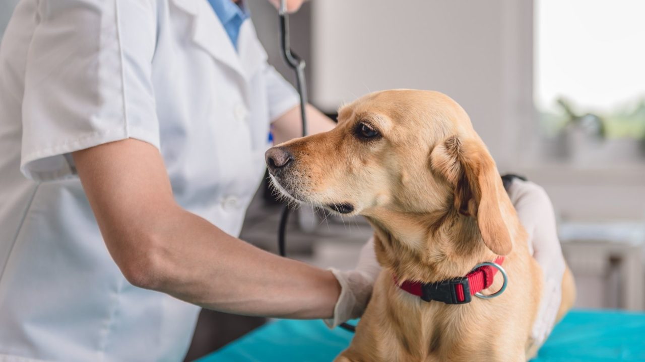 Tustin, CA Veterinary Services Tustin Legacy Animal Hospital