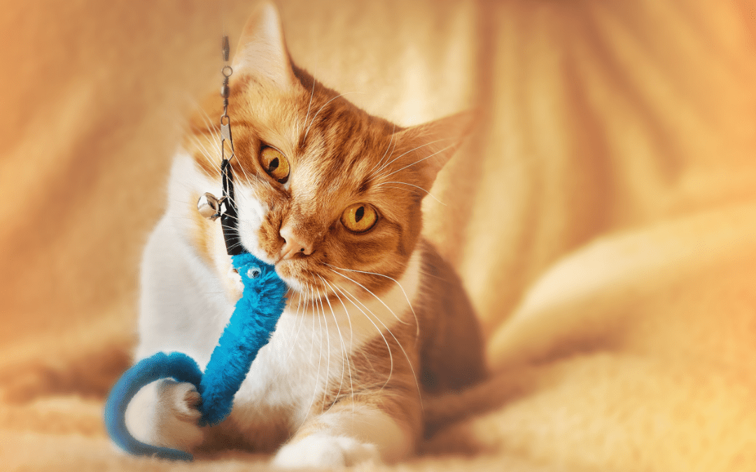 Enrichment Tips to Keep Your Cat Happy