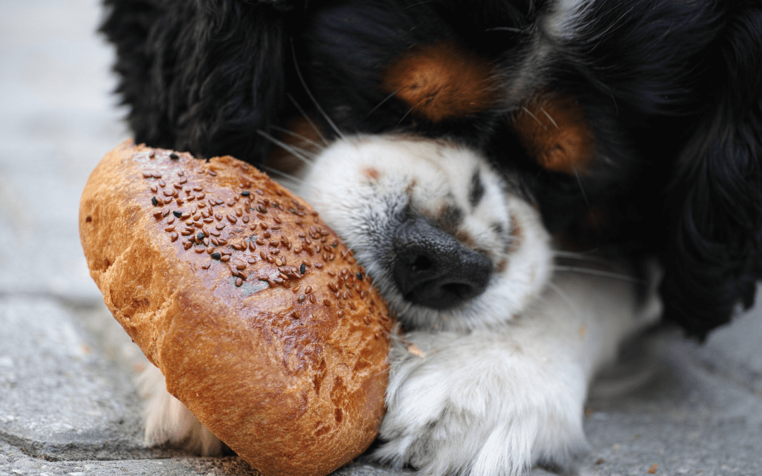 Tips to Make a Safe Thanksgiving Feast for Your Pet