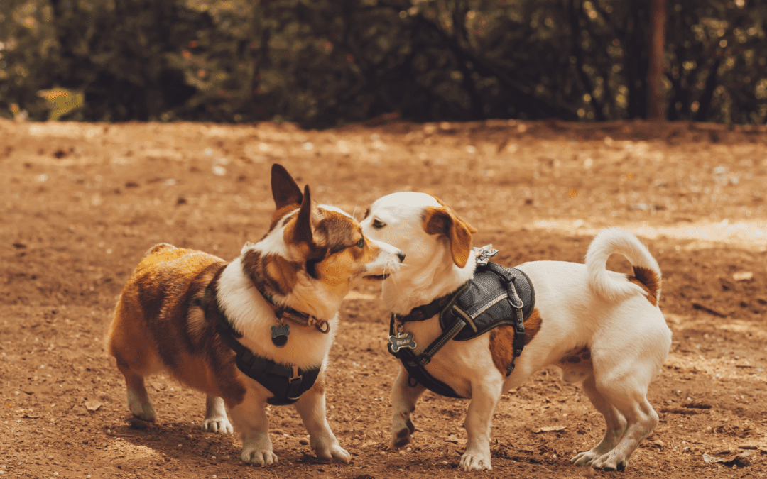 The Importance of Socialization in Pets
