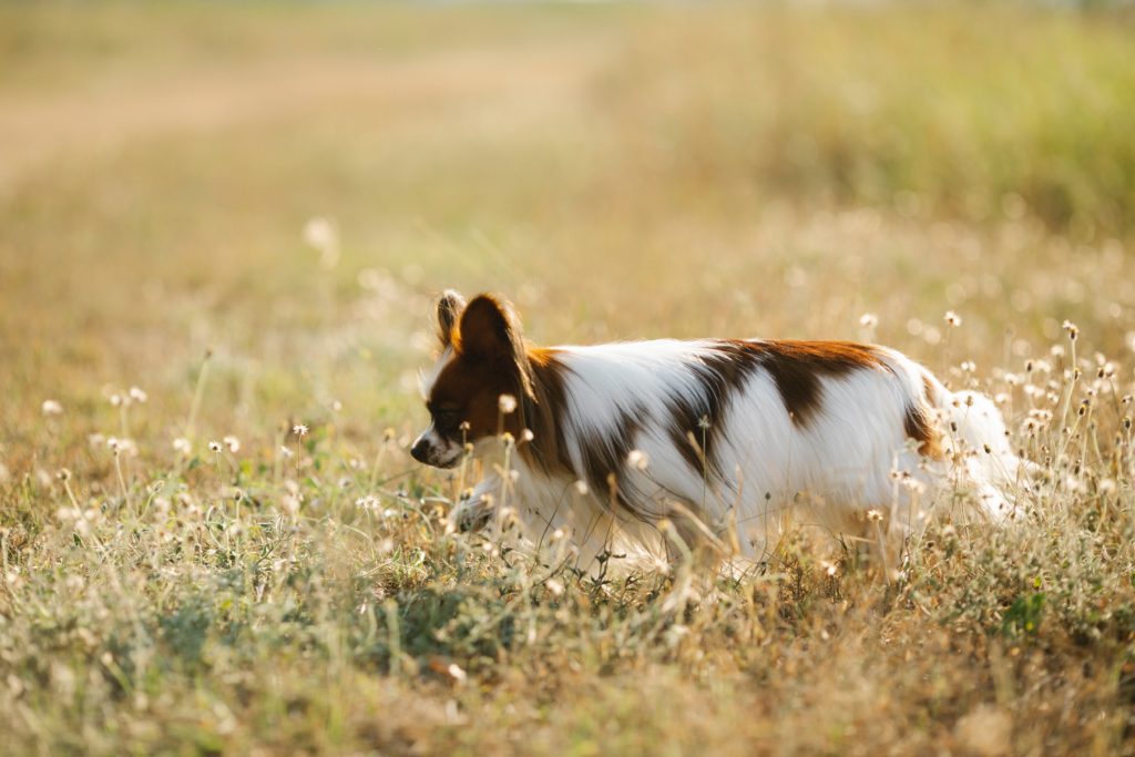 3 Reasons Your Dog Has Diarrhea | Tustin Legacy Animal Hospital